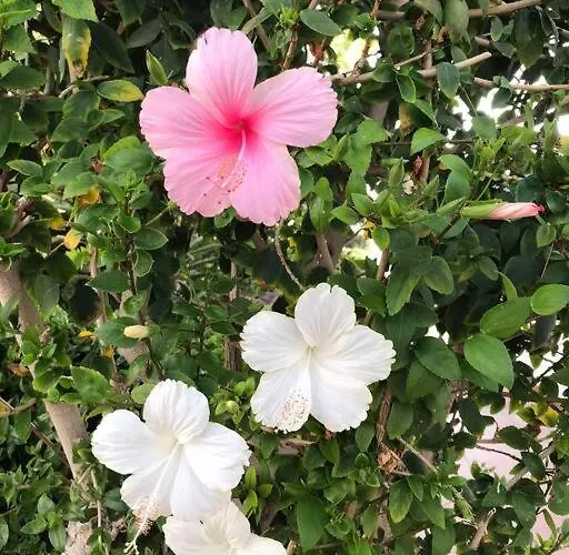 Apartamento Penthouse In Oceanfront - Next To The