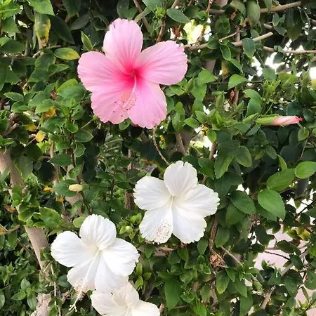 Апартаменты Penthouse In Oceanfront - Next To The